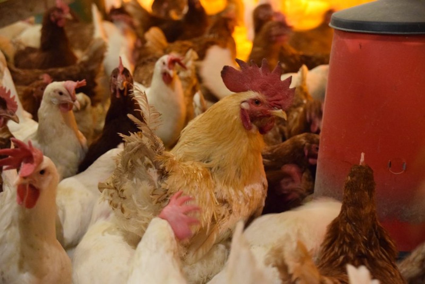 In der Schweiz überwinternde Zugvögel könnten die Vogelgrippe auf einheimisches Nutzgeflügel übertragen. (Bild BauZ)