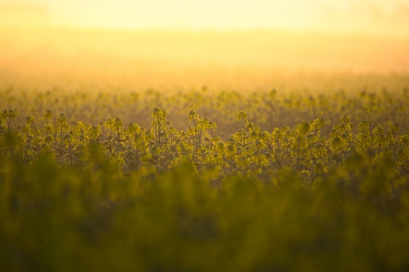 Die Anmeldefrist für Verarbeiter von Ölsaaten läuft noch bis am 26. April. (Bild PIxabay)