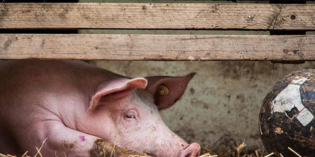 Schwein im Stall