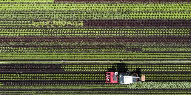 Die Landwirtschaft erprobt längst Möglichkeiten, weniger Pflanzenschutzmittel einzusetzen: Der Prototyp eines Pflanzenschutzroboters auf einem Salatfeld im Seeland. (Bild Keystone/Anthony Anex)