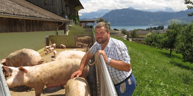 Der Betrieb von Hofer habe den Tierbestand im Jahr 2015 erhöht, heisst es bei der Gemeinde Meggen. (Bild js)