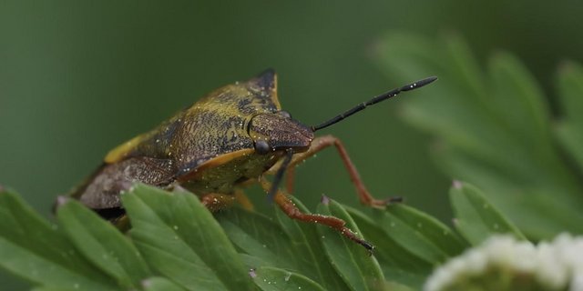 Damit Wanzen bei der Reise zurück von den Ferien nicht mit dem Flieger mit importiert werden, werden bei der Kontrolle zur Ortung dieser Insekten Spürhunde eingesetzt. (Symbolbild Pxhere.com)