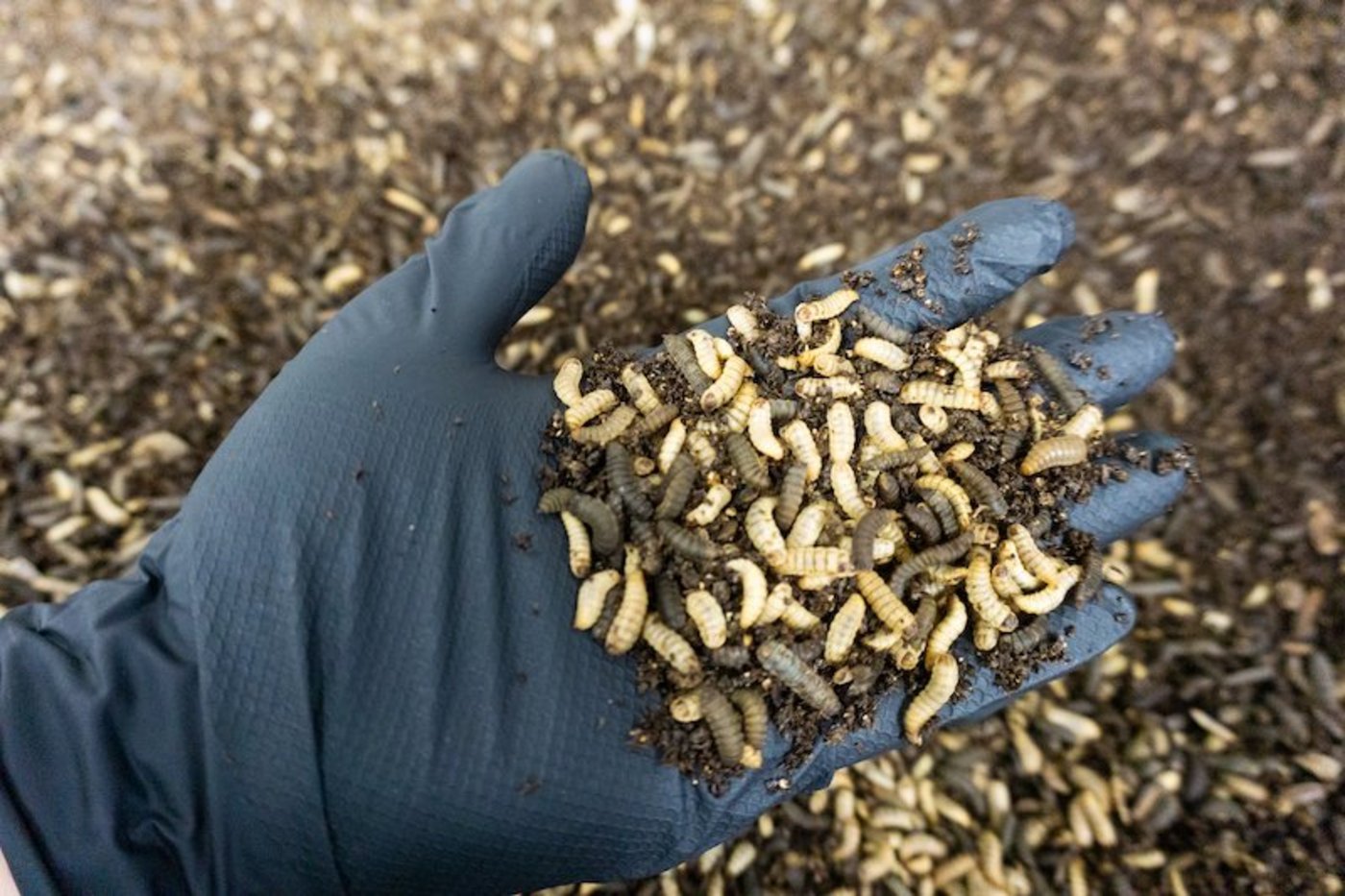 Die Schwarze Soldatenfliege (im Bild die Larven davon) gilt als besonders anspruchslos und robust. (Bild Farminsect)
