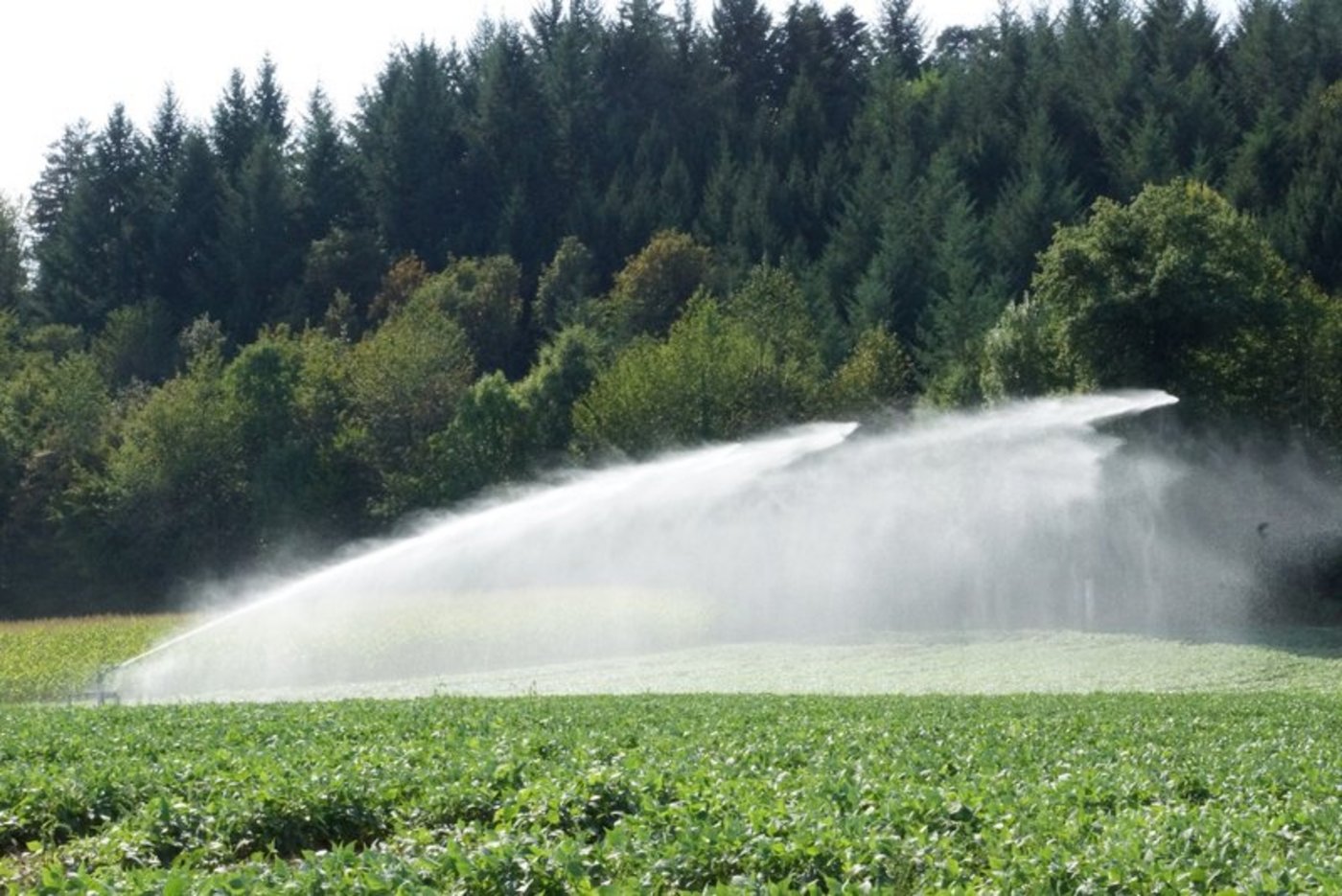 Im Kanton Thurgau dürfen beispielsweise Bohnenfelder nicht länger mit Wasser aus Bächen oder Flüssen bewässert werden. (Bild Ruth Aerni)