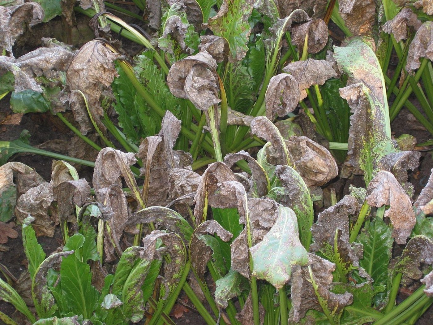 Die Cercospora-Blattfleckenkrankheit (Cercospora beticola) an Zuckerrüben. (Bild Rasbak)
