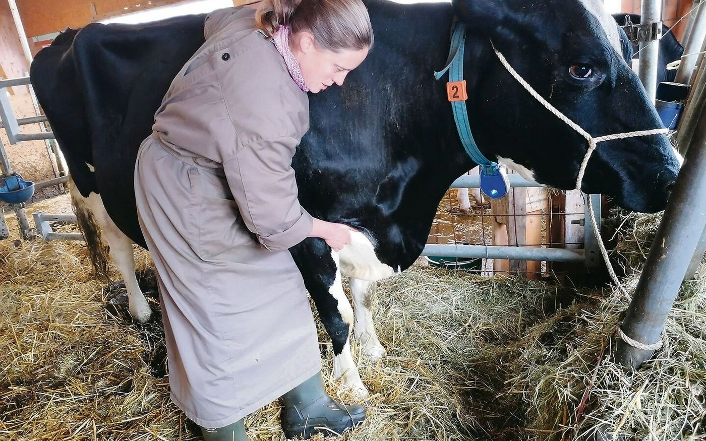 Bei einer Osteopathie-Behandlung werden unter anderem Spannungen im Fasziengewebe gelöst. Hier behandelt Andrea Stark die Kuh Lya, die einen Misstritt gemacht hat.