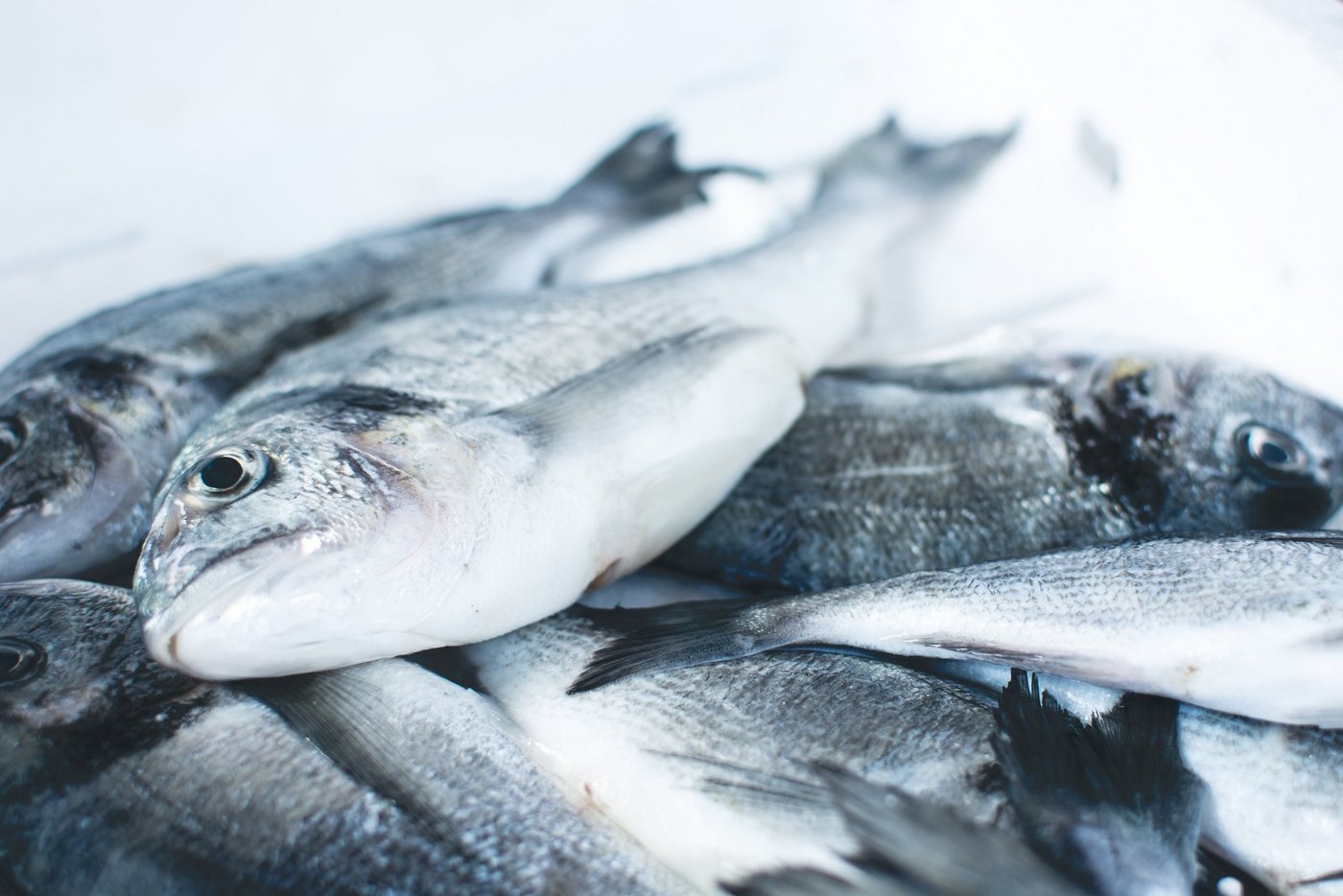 Nachdem Zuchtkooperationen mit Bauern gescheitert sind, plant Micarna nun einen grösseren Eglifisch-Mastbetrieb am Biersfelder Rheinufer. (Symbolbild Jakub Kapusnak)