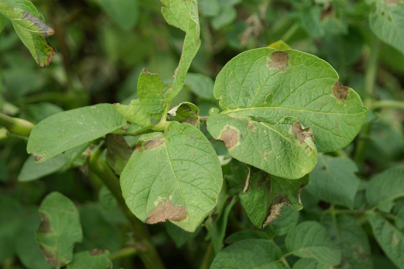 Ein Befall des Erregers Phytophthora infestans ist primär am Kraut der Kartoffeln sichtbar. (Bild Agroscope)