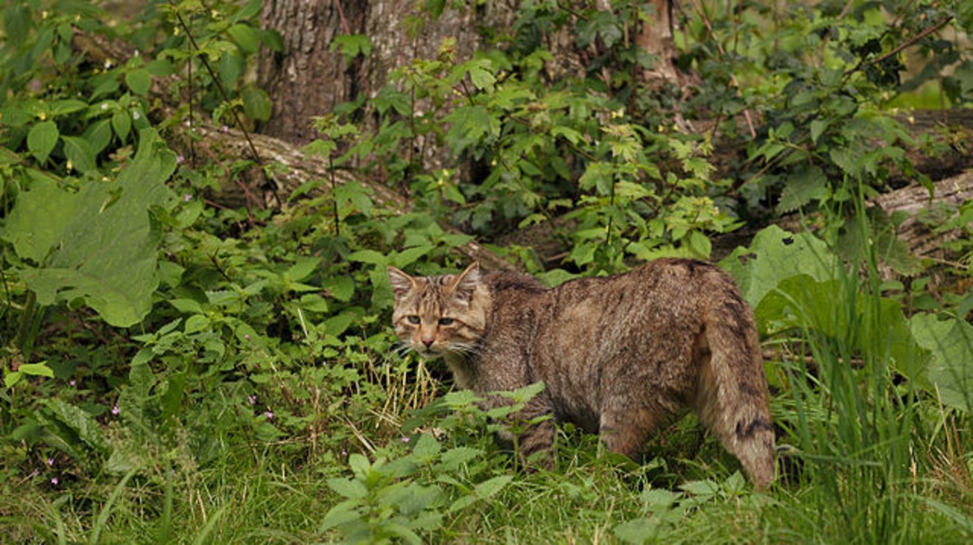Vorwiegend im Jura konnte sich die Wildkatze halten. Unheil droht dem geschützten Tier heute insbesondere durch die Kreuzung mit verwilderten Hauskatzen. (Bild Wickimedia/Michael Gäbler)