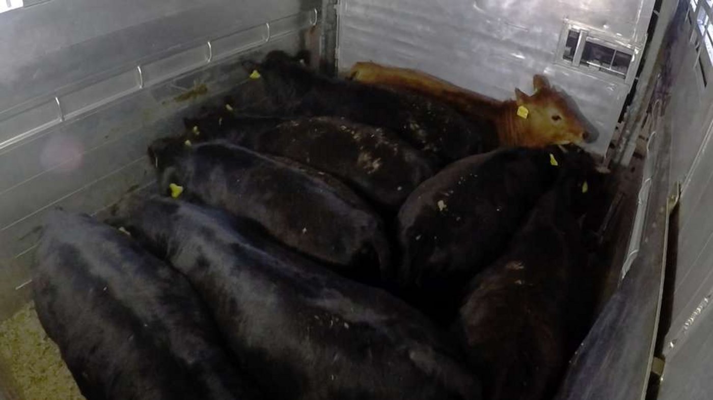 Blick in einen Viehtransporter. (Bild SRF)