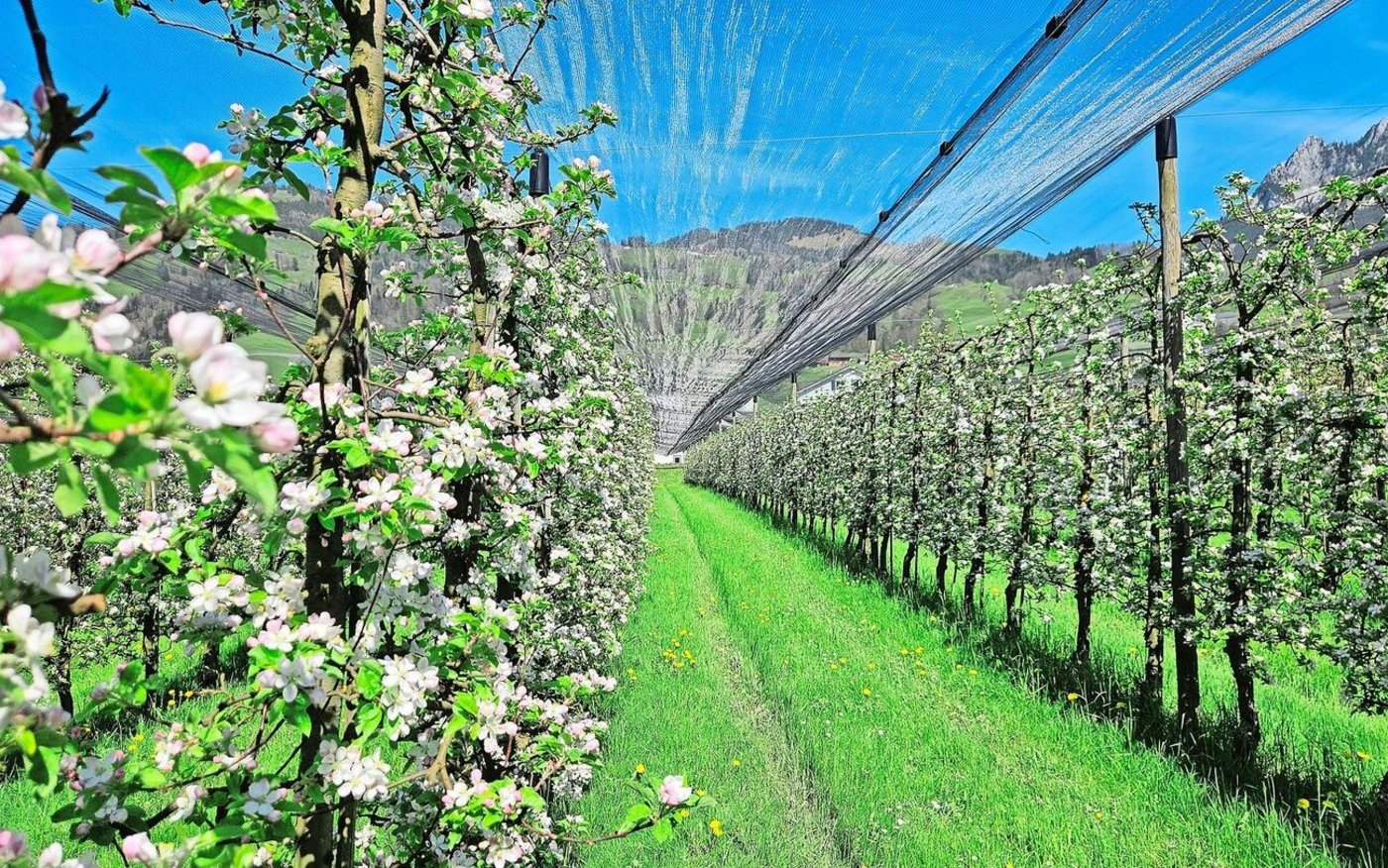 Die Obstblüte ist in diesem Jahr sehr früh und lässt auf eine gute Ernte schliessen. Das kann sich aber noch ändern.  