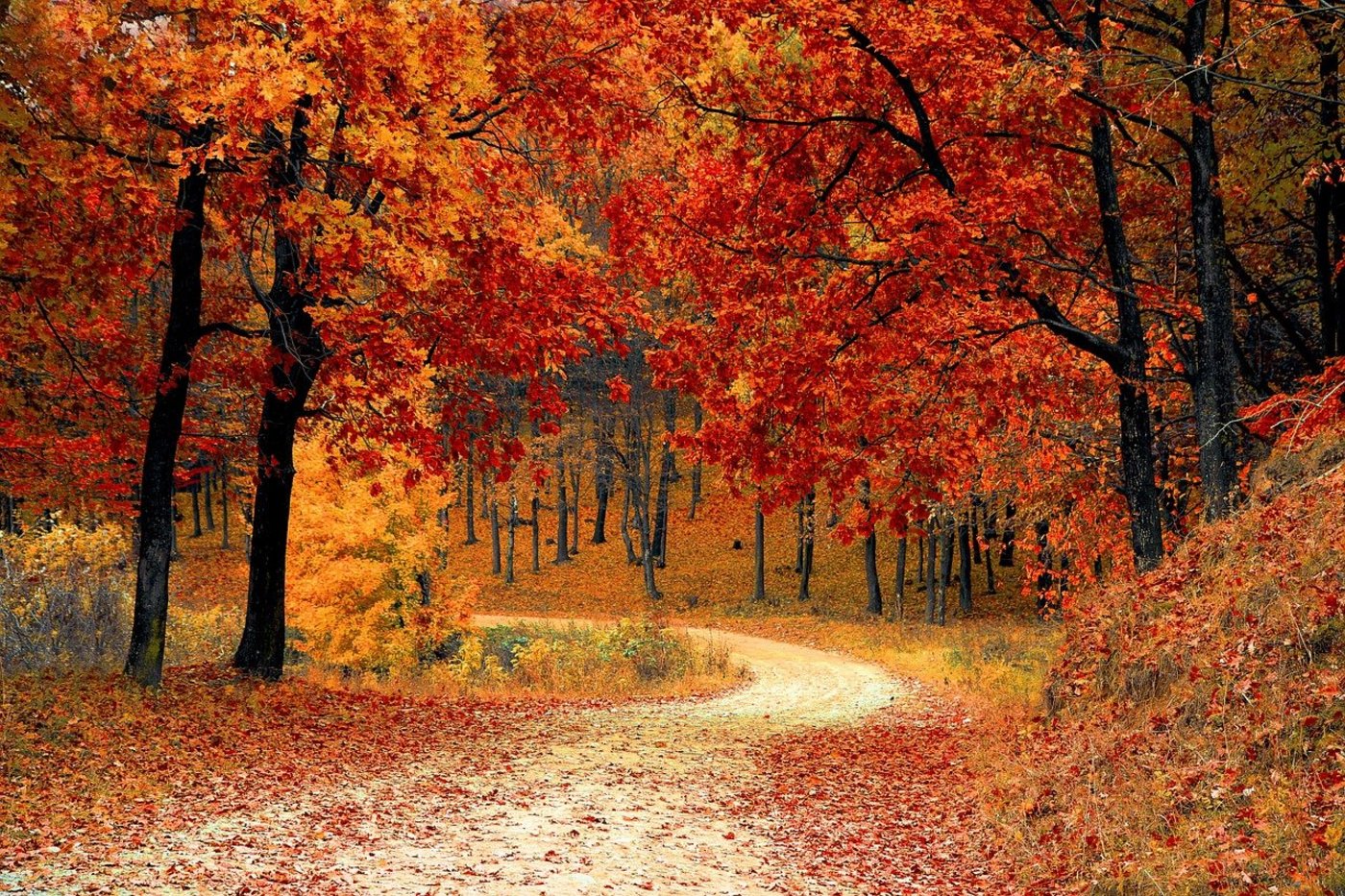 Der Herbst fängt an: Bis zum 22. Dezember werden die Tage nun ständig kürzer. (Bild Pixabay)