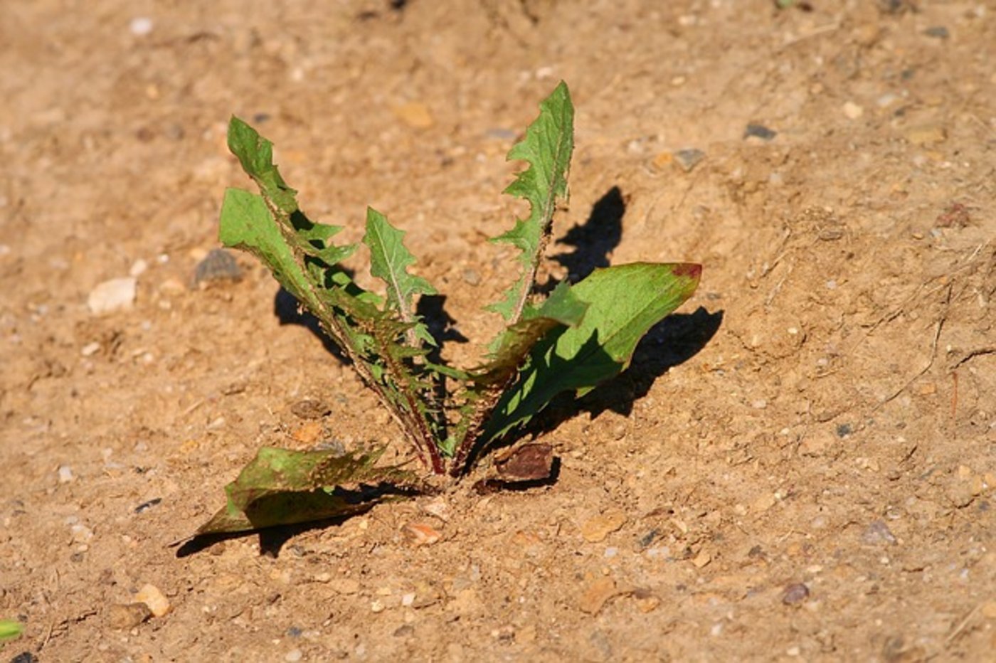 Laut Klimaforschern werden Hitzewellen in Zukunft häufiger, nicht nur wegen dem menschgemachten Klimawandel. (Bild Pixabay)