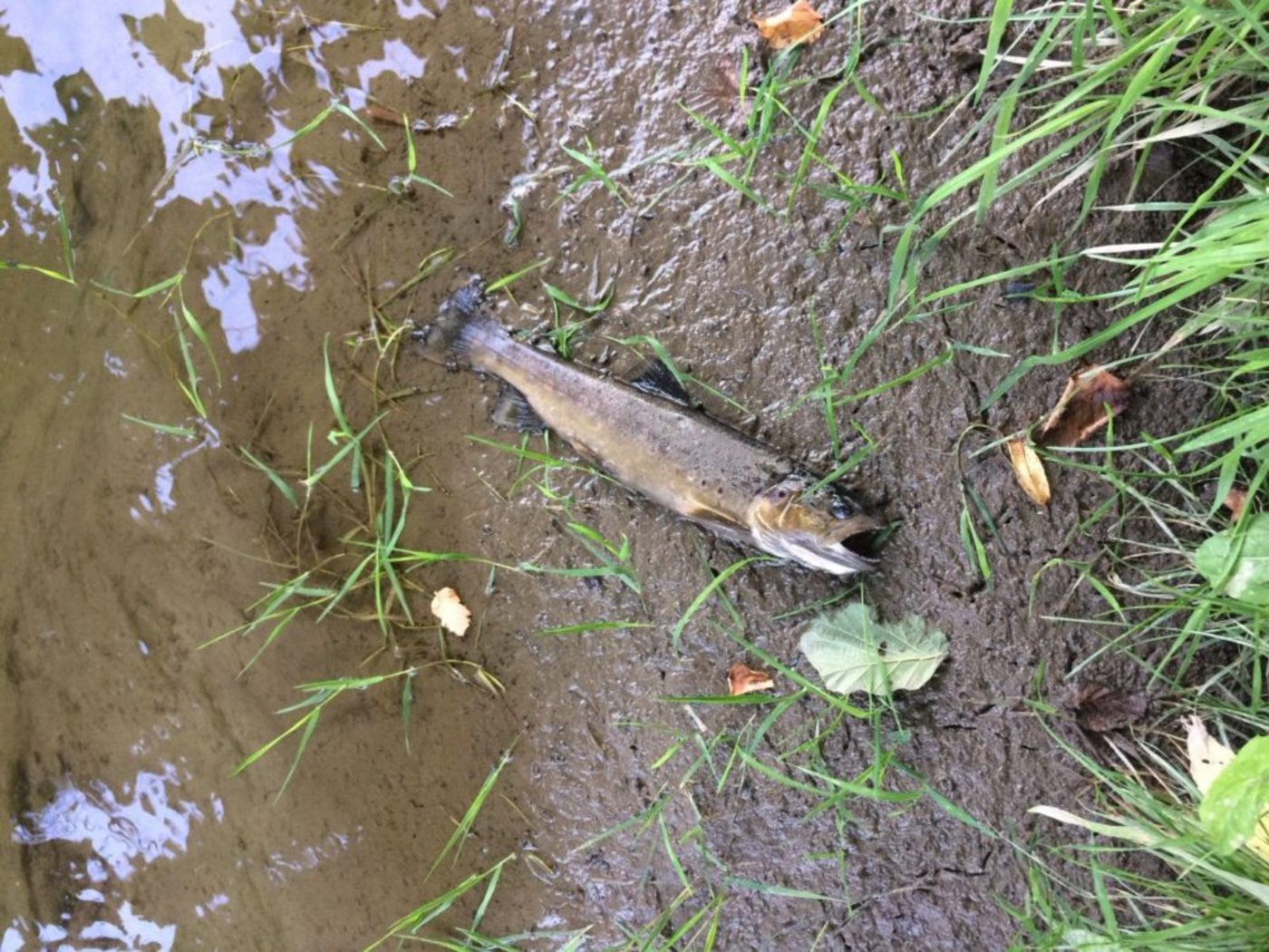 Einer der toten Fische: Insgesamt starben über 100 wegen ausgelaufener Gülle. (Bild Kapo FR)