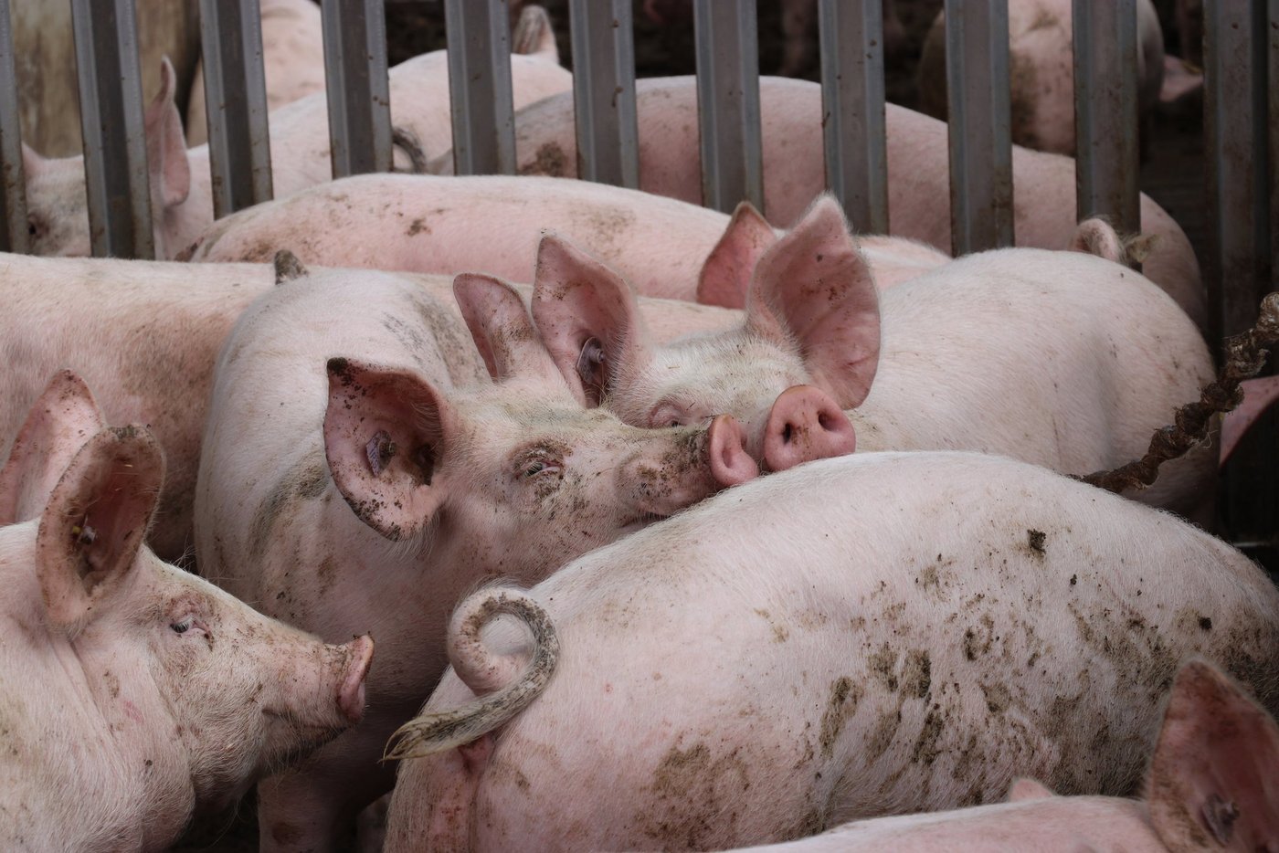 Schweine- und auch Geflügelhaltung sei nicht generell «bodenunabhängig», findet die Luzerner Regierung. (Symbolbild rae)
