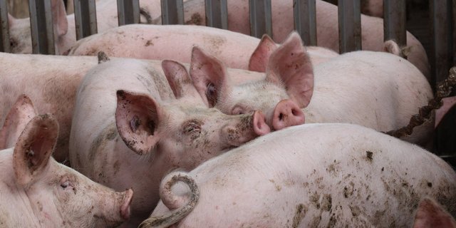 Schweine- und auch Geflügelhaltung sei nicht generell «bodenunabhängig», findet die Luzerner Regierung. (Symbolbild rae)