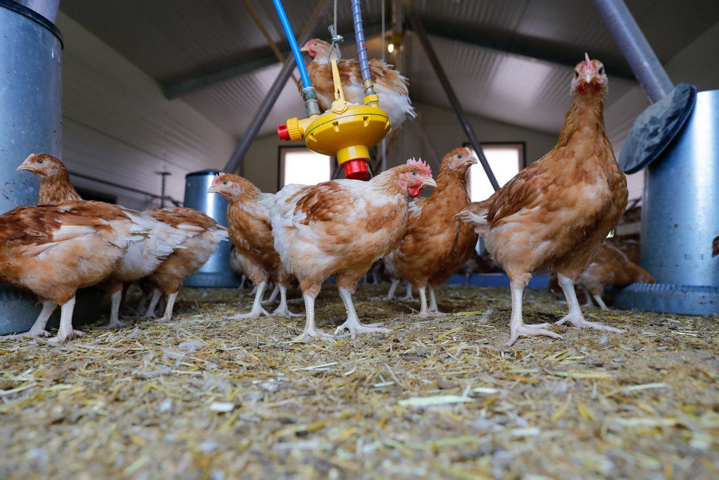 Das Nutzgeflügel muss gut beobachtet werden, um erste Symptome der Vogelgrippe früh zu erkennen.	(Bild Peter Röthlisberger)