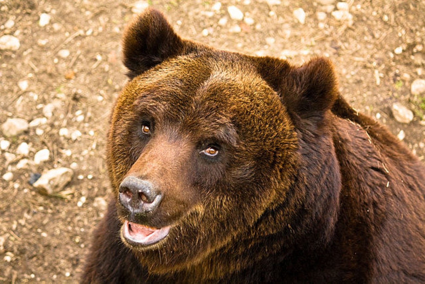 Der Marsische Braunbär kommt nur noch in Gebieten in Italien vor. (Bild Marco Tersigni / Flickr)
