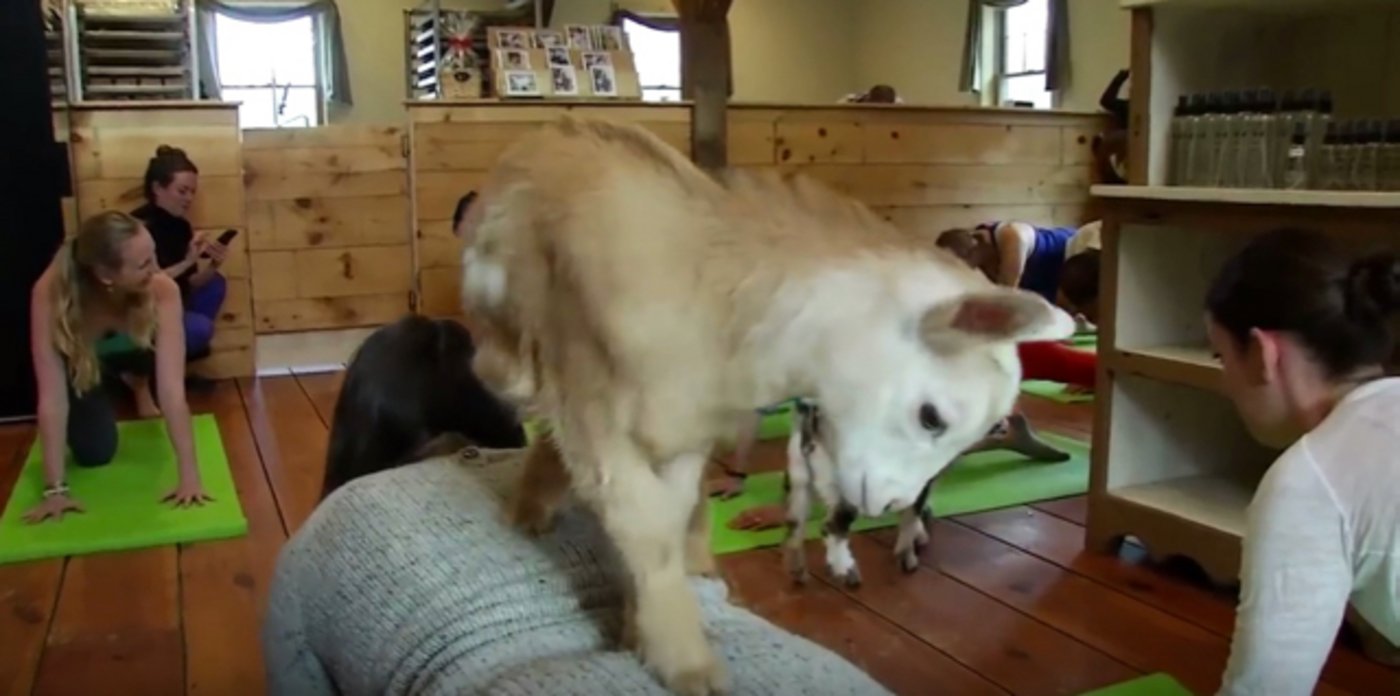 Ziegen-Yoga ist der neueste Schrei. (Bild Screenshot CBS 13 News/Youtube)