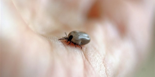 Zecken können durch ihre Bisse Hirnhautentzündungen auslösen. (Bild pd)