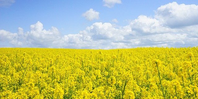 Beim Raps wird für 2020 von einer um ca. 1‘300 ha höheren Anbaufläche ausgegangen. (Symbolbild Pixabay)