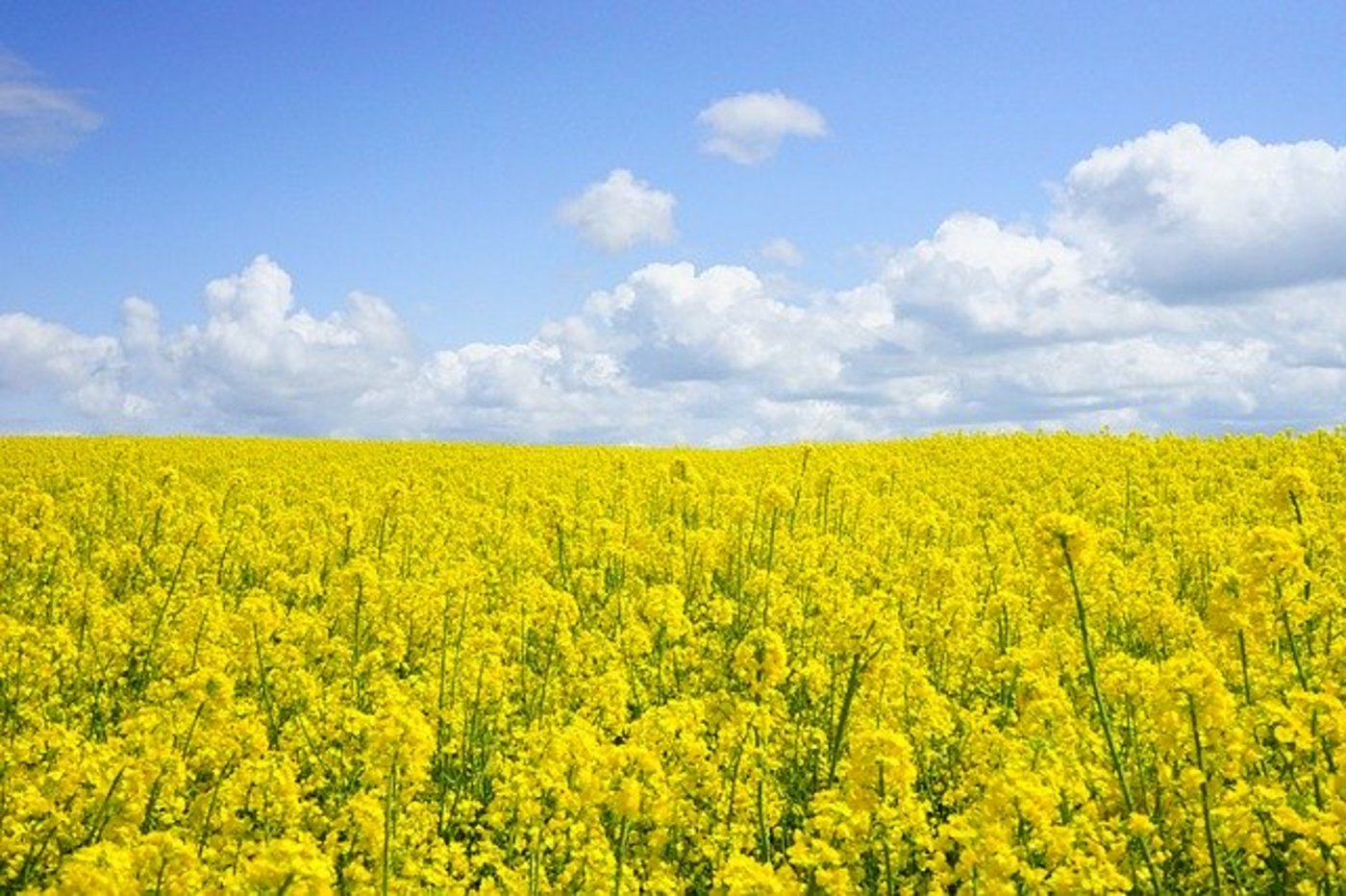 Beim Raps wird für 2020 von einer um ca. 1‘300 ha höheren Anbaufläche ausgegangen. (Symbolbild Pixabay)