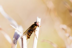 Das Erscheinungsbild der Schwebfliegen ist sehr unterschiedlich: Manche tarnen sich als gelb-schwarz gestreifte Wespen – so etwa die weitverbreitete Hainschwebfliege (Episyrphus balteatus). (Bild Will Hawkes)
