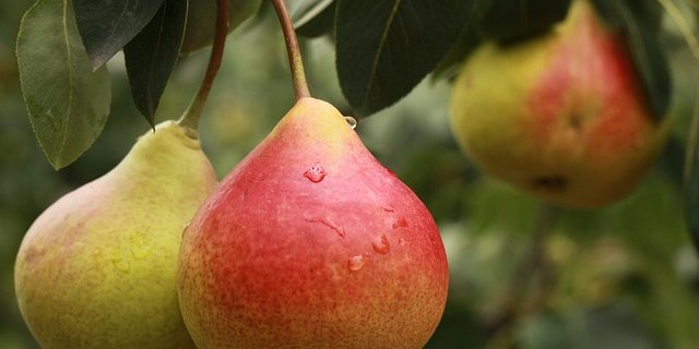 Gemäss dem Experten kann man im Zugergebiet mit einer guten Ernte bei Birnen und Äpfeln rechnen. (Bild Pixabay)