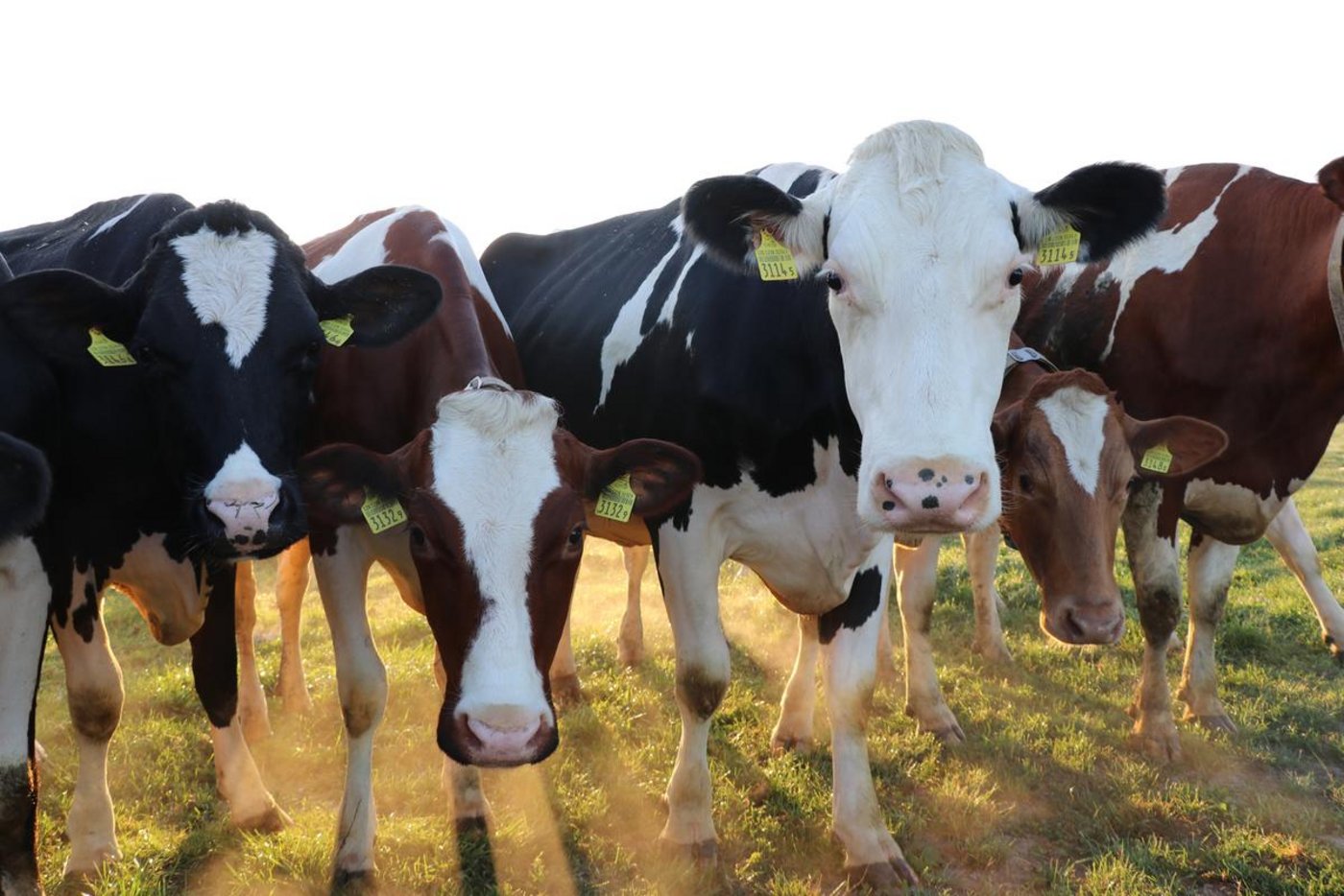 Der Weltkongress der Holsteinrasse 2021 musste nun endgültig abgesagt werden. (Bild Ruth Aerni)
