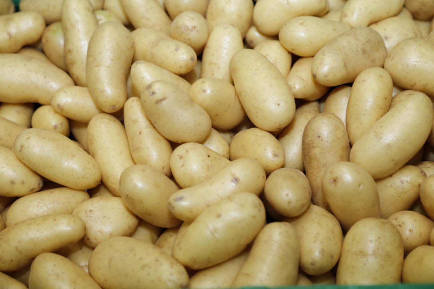Die Branchenorganisation Swisspatat spricht von einer durchschnittlichen bis guten Ernte – trotz Hitzeperioden, welche die Kartoffeln unter Stress gesetzt haben. (Bild lid)