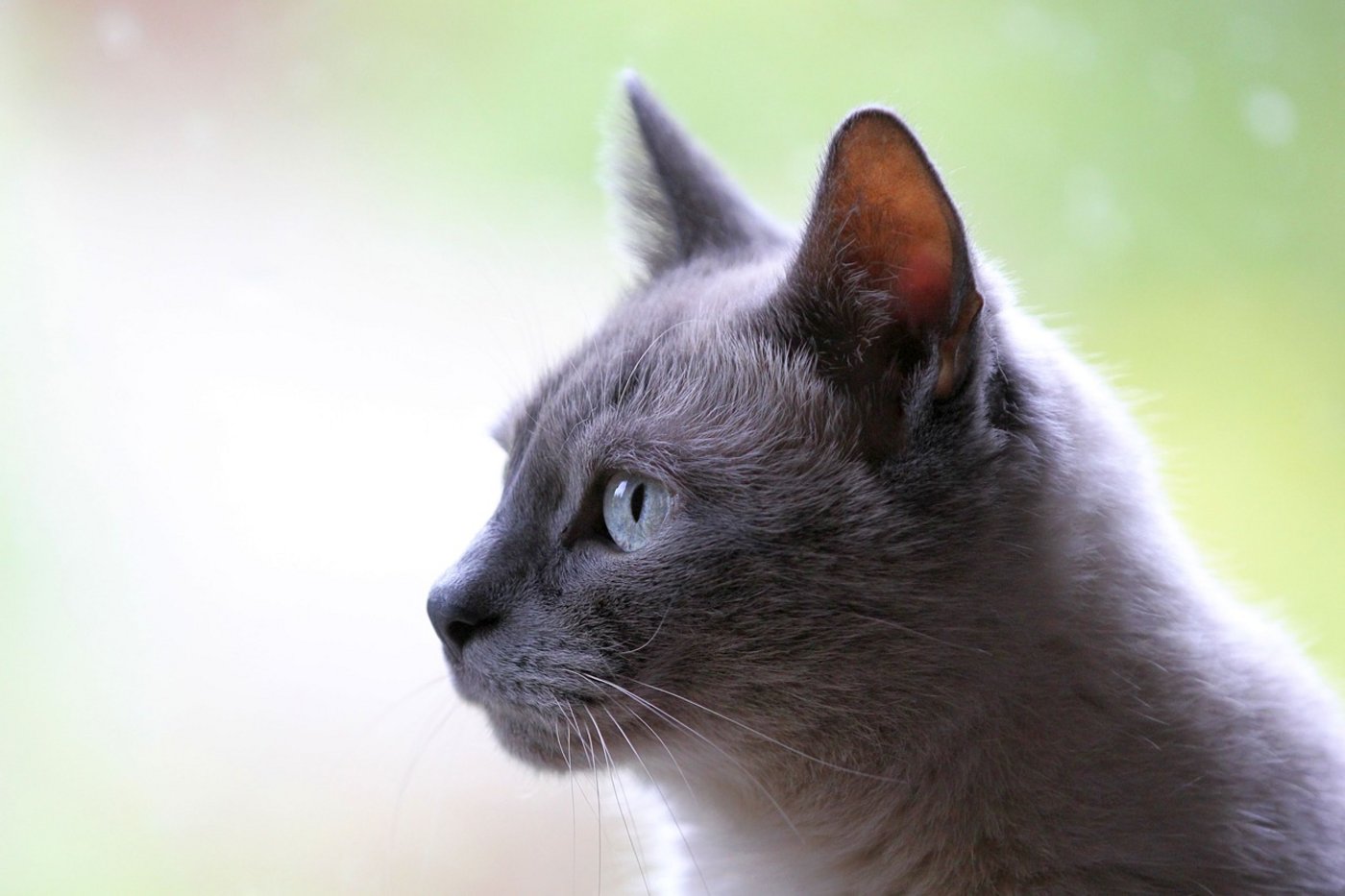 Katzen waren von europäischen Einwanderern nach Neuseeland gebracht worden. (Bild Pixabay)