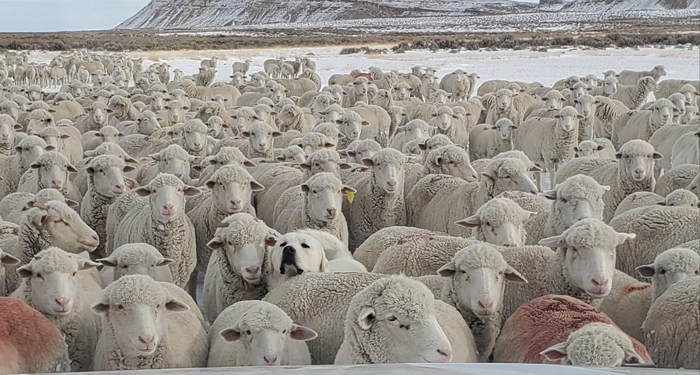 Erkennen Sie das falsche Schaf? (Bild Jennifer Dutton)