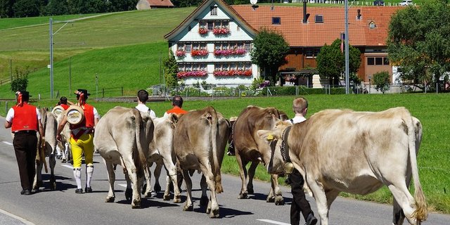 Kühe zügeln ist nicht immer unproblematisch und die Tiere haben bei der Routenwahl auch mal ihren eigenen Kopf. (Bild Pixabay)