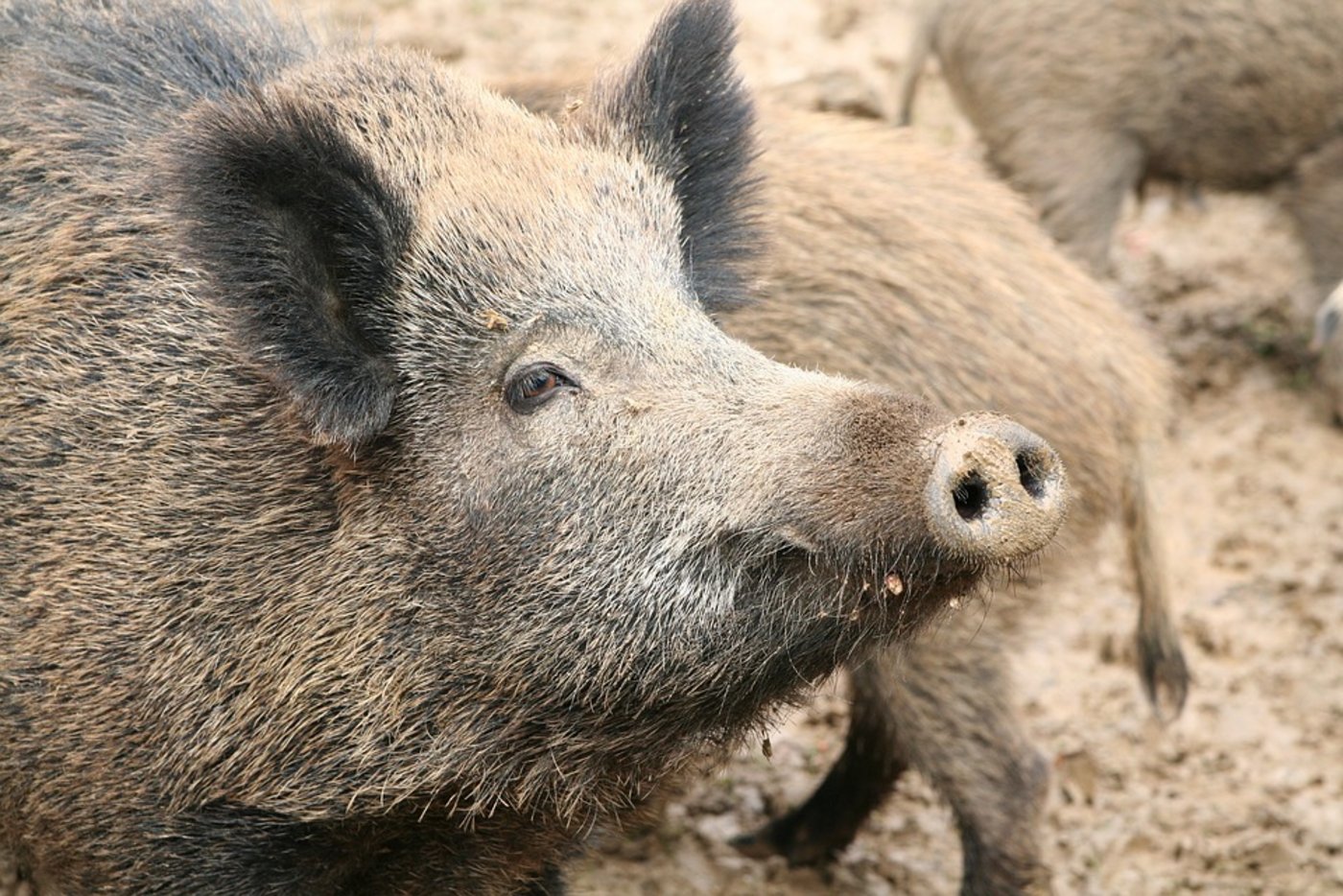 Mit dem Zaun soll verhindert werden, dass infizierte Tiere das 40 Quadratkilometer grosse Ansteckungsgebiet verlassen und die Krankheit weitergeben. (Symbolbild Pixabay)