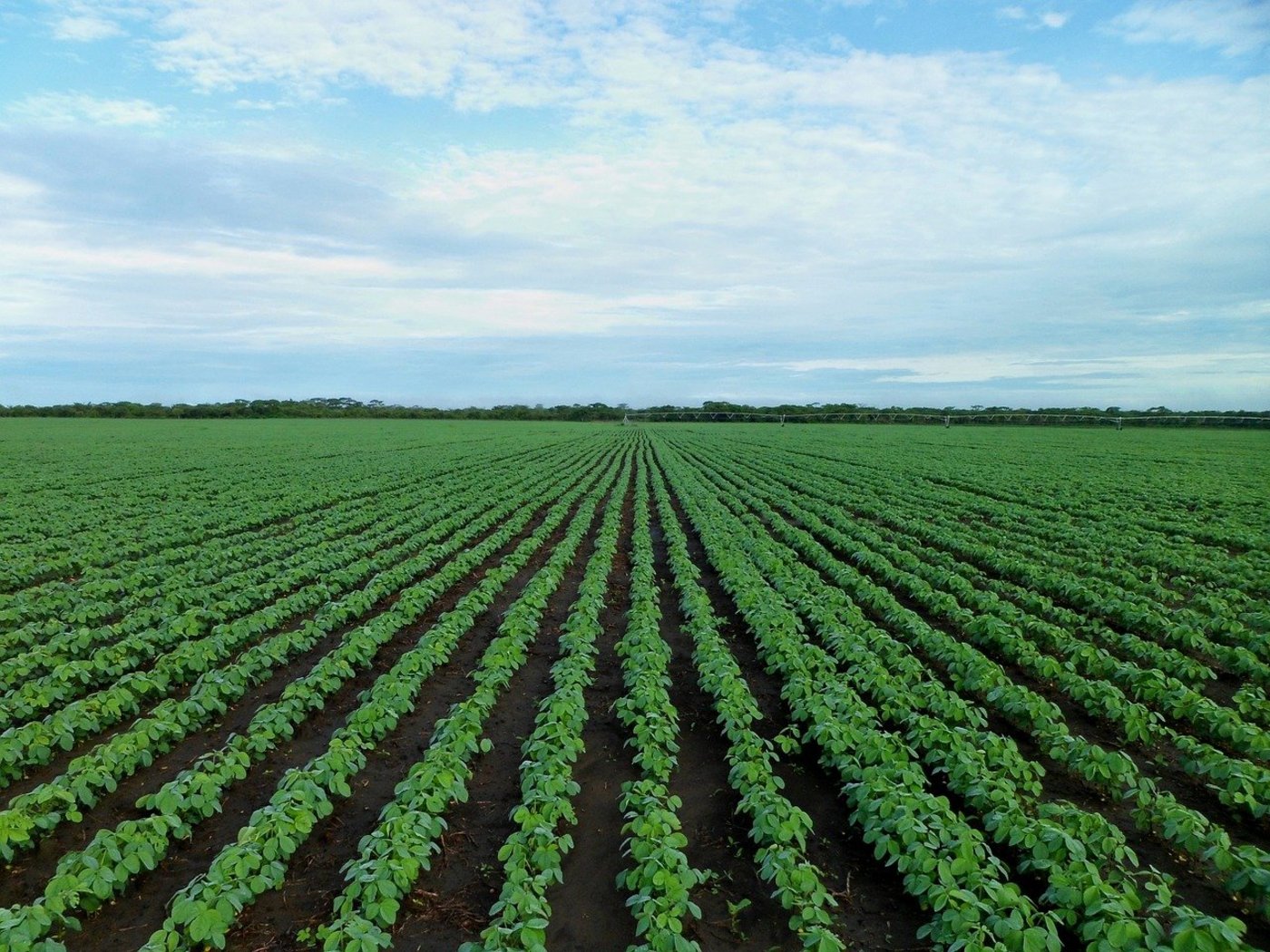 Sojafeld: In den US-Hauptanbaugebieten für Soja gingen dieses Jahr unüblich viele Beschwerden gegen ein Pflanzenschutzmittel des Agrarchemieriesen Monsanto ein. (Symbolbild Pixabay)