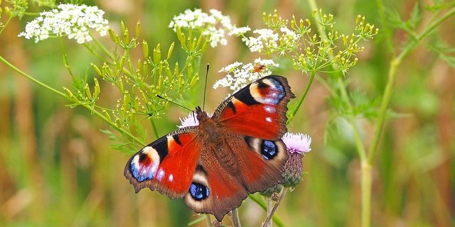 Insekten sind nicht nur schön anzusehen, sondern auch wichtig für das Funktionieren von Ökosystemen. Letzteres gilt auch für weniger auffällige Arten als dieses Tagpfauenauge. (Bild kie-ker/Pixabay) 