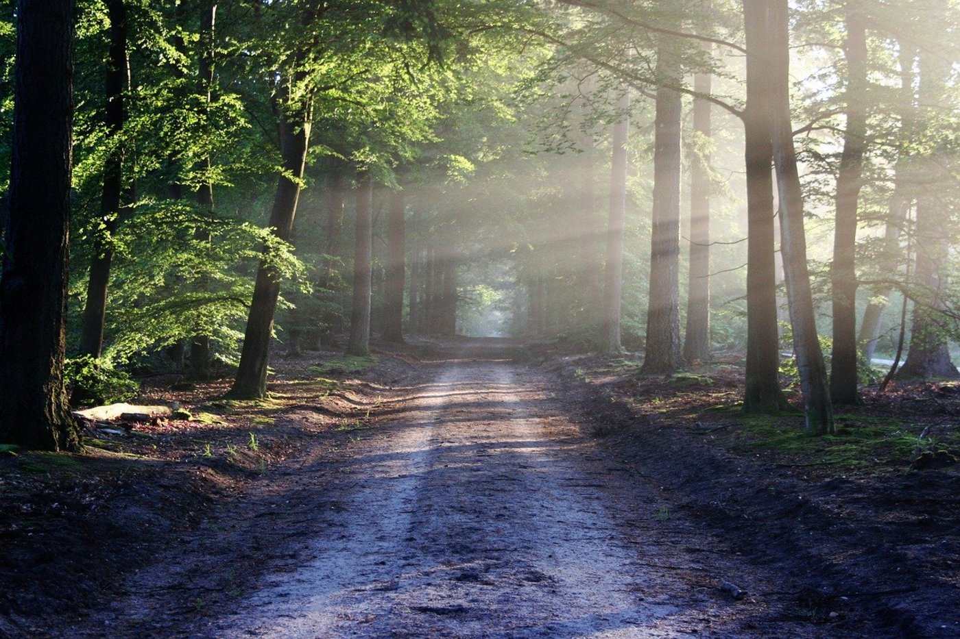 Es sieht idyllisch aus, kann aber zu einer Art Schlachtfeld werden: Der Übergang zu einem zukunftsfähigen Wald ist nicht einfach. (Bild Pixabay)