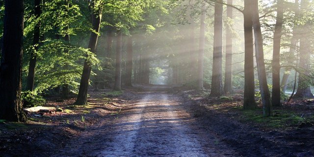 Es sieht idyllisch aus, kann aber zu einer Art Schlachtfeld werden: Der Übergang zu einem zukunftsfähigen Wald ist nicht einfach. (Bild Pixabay)