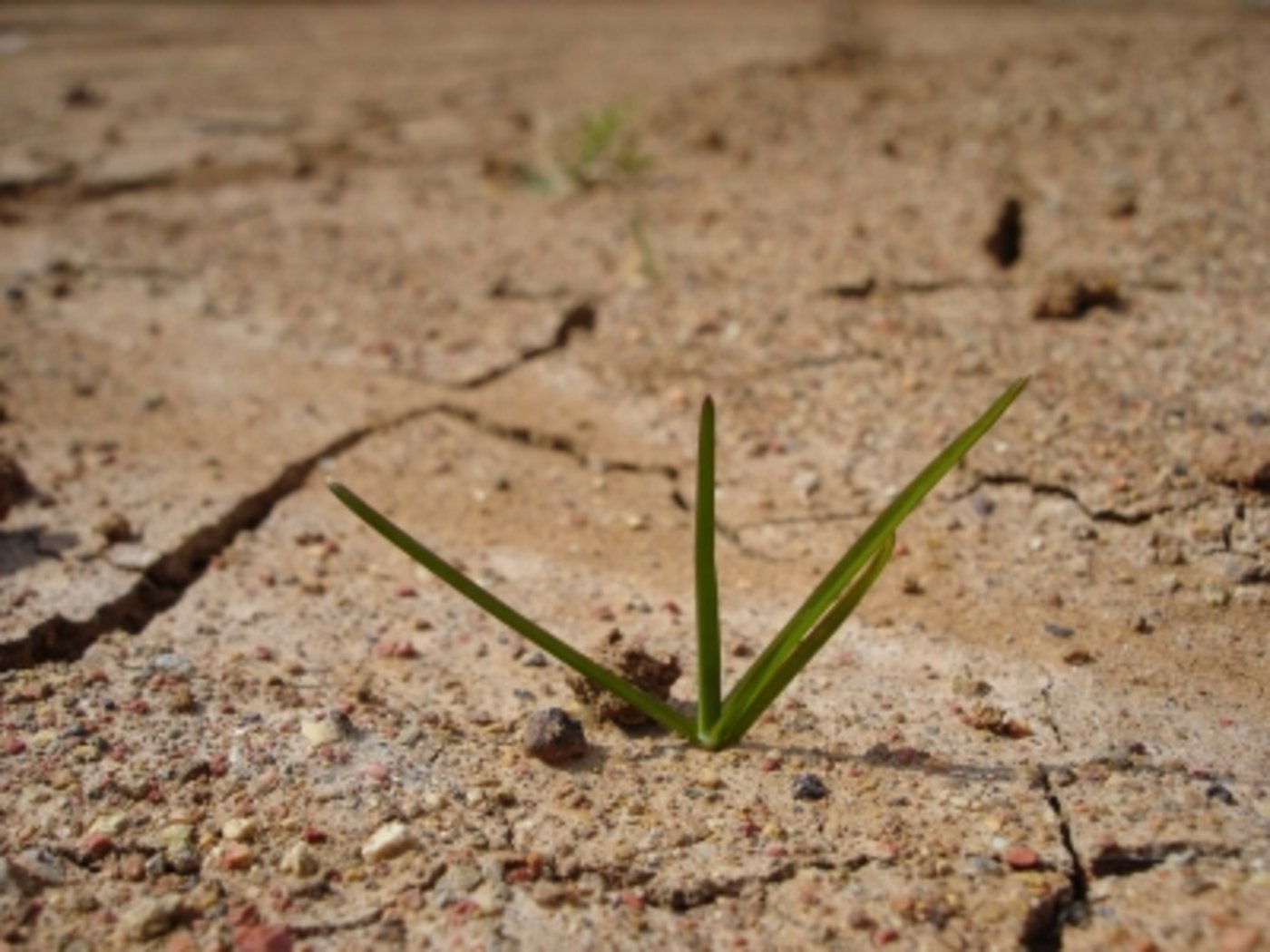 Klimaschutz darf nicht auf Kosten des Artenschutzes gehen, fordert ein neuer Bericht. (Bild jens/pixelio.de)