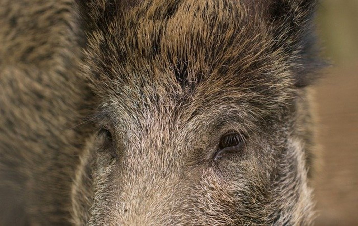 Die Polizei ruft dazu auf, Vorsichtig zu fahren. Tiere seien vor allem bei Dämmerung und in der Nacht unterwegs. (Symbolbild Pixabay)