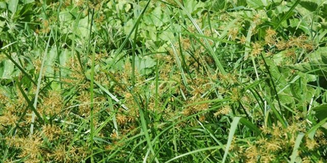 Unerwünscht, lästig und ein Problem: Erdmandelgras. (Bild Agroscope)