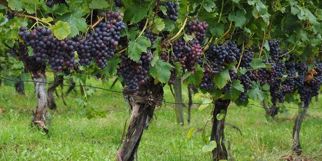 Der Ständerat will zwar keine Importbestimmungen, sagt aber Ja zur Unterstützung bei Wetterschäden. (Bild Pixabay)