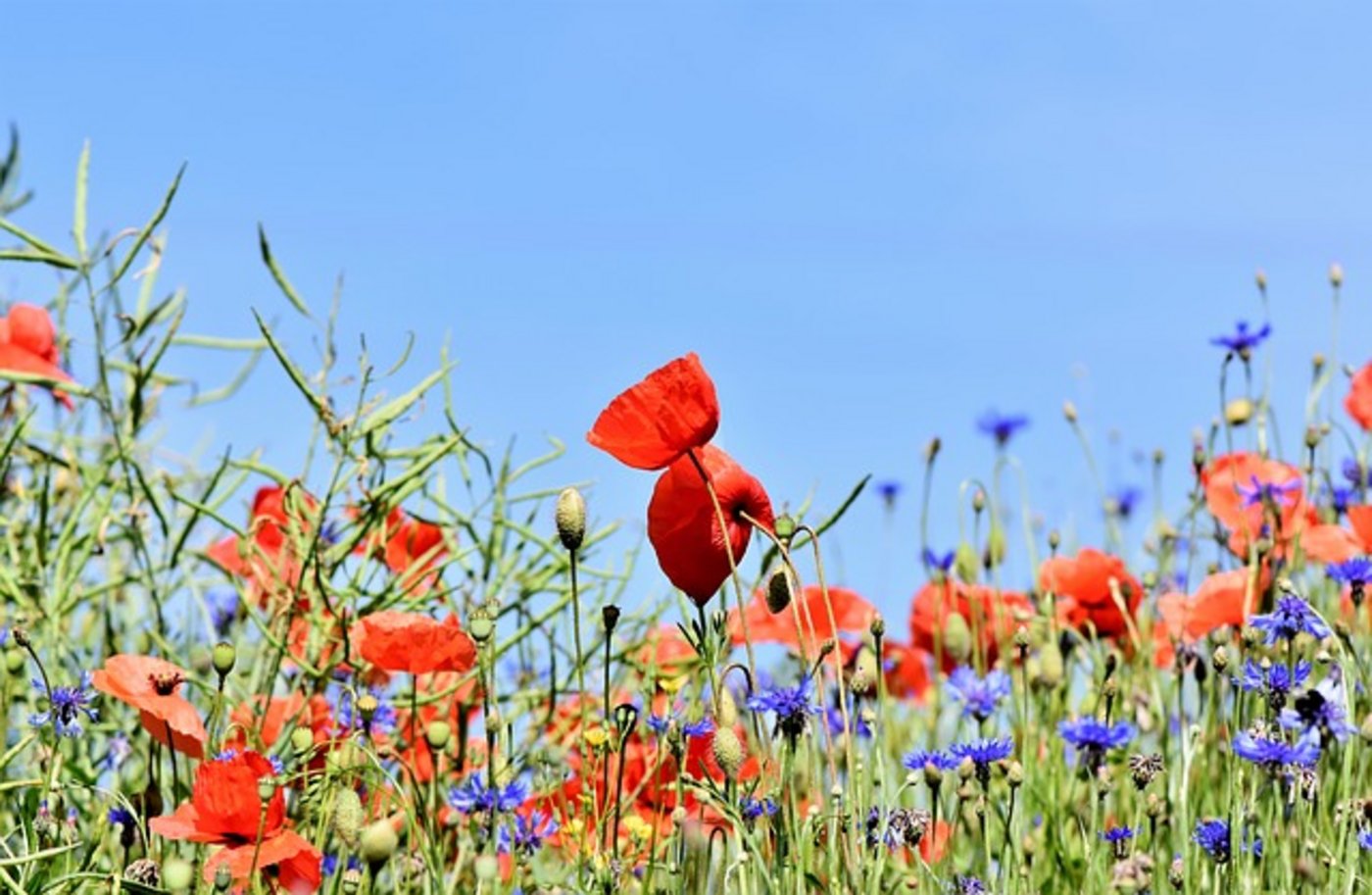 Wie die Diversität im Boden und darauf zusammenhängen, ist abhängig vom Standort. (Bild Pixabay)