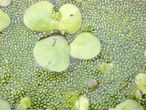 Wasserlinsen eignen sich gut als Lebensmittel Wasserlinsen schmecken gemäss Forschern ähnlich wie Erbsen. (Bild Eric Guinther)