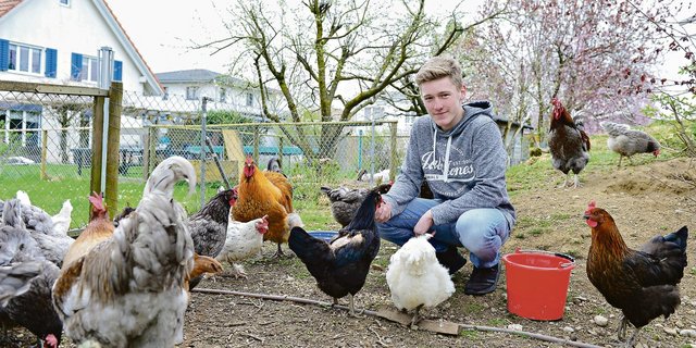 Noah Grossenbacher inmitten einer seiner drei Hühnerherden.(Bilder Daniela Ebinger)