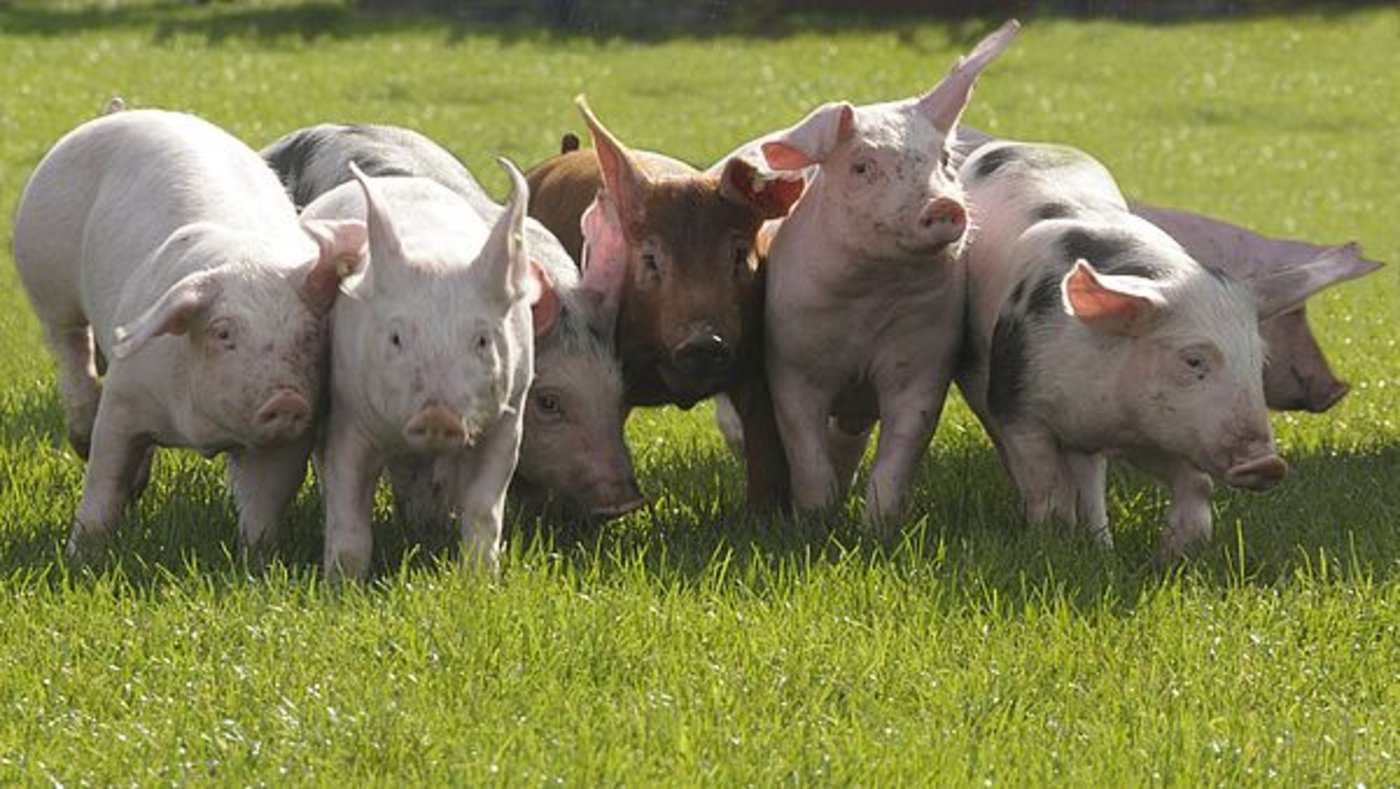 Mit dem Umbau soll auch das Tierwohl verbessert werden. (Bild Agrarpress)