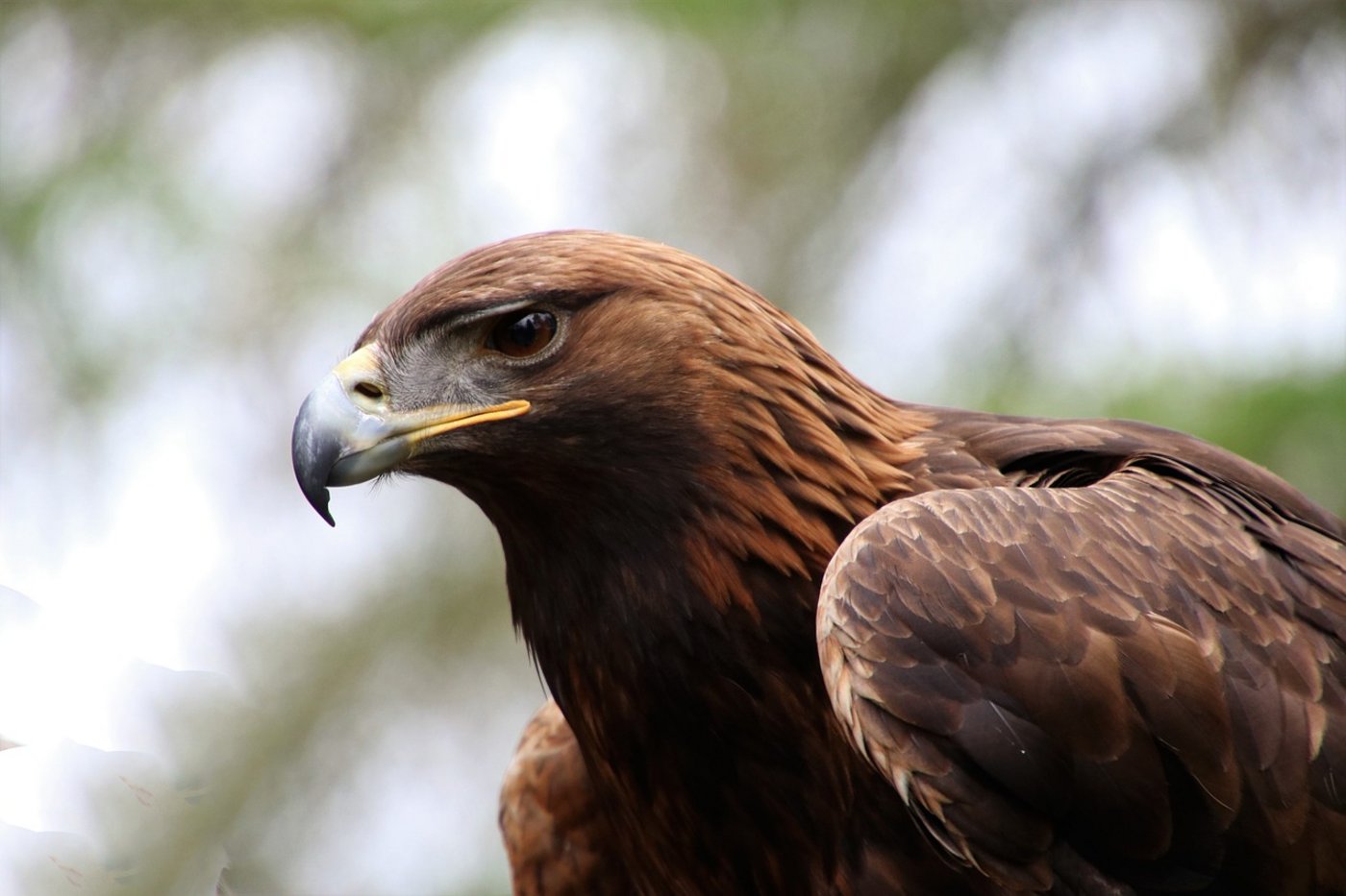 Steinadler fressen andere Vögel, Säuger und Aas. Sie stehen in der Schweiz auf der Roten Liste. (Bild Kevinsphotos/Pixabay) 
