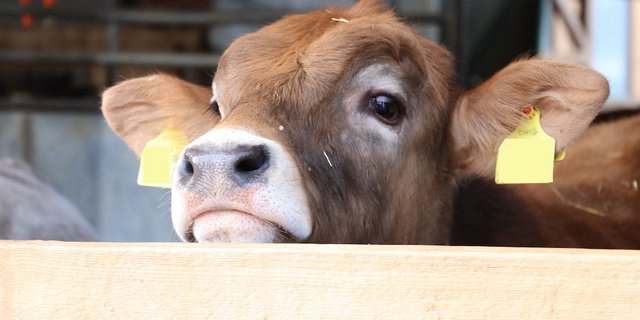 Produzenten von Qualivo-Fleisch müssen Fütterungs- und Haltungsvorschriften einhalten. Dafür sollen sie von gesünderen Tieren und besseren Preisen profitieren können. (Bild BauZ)