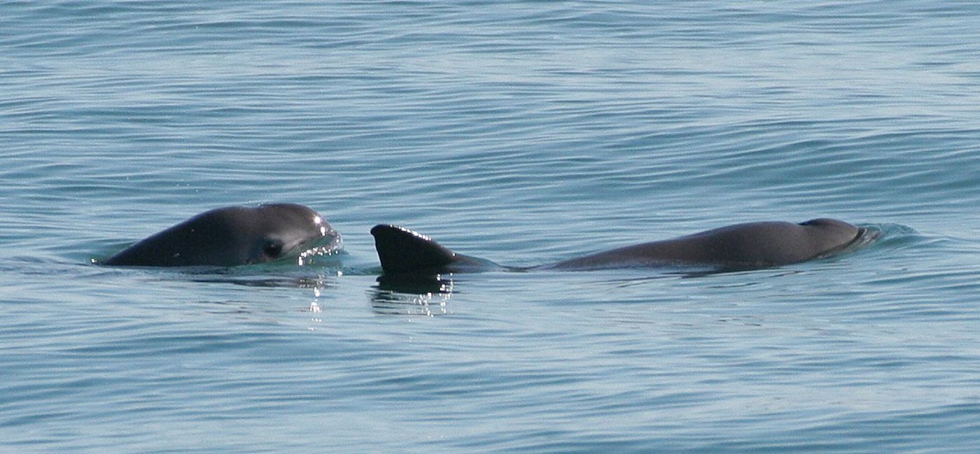 Zwei Kalifornische Schweinswale. (Bild Paula Olson, NOAA) 