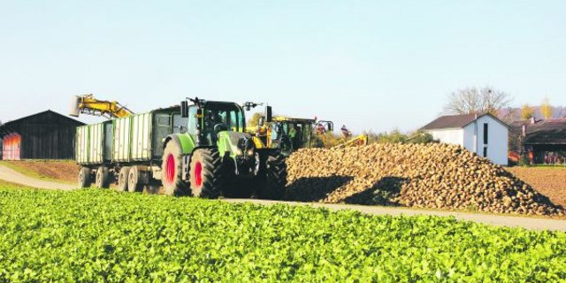 Immer weniger Bauern sind bereit, Zuckerrüben anzubauen. Das führt zu einem Teufelskreis für die ganze Branche, weil so auch die Werke schlechter ausgelastet sind. (Bild RoMü)